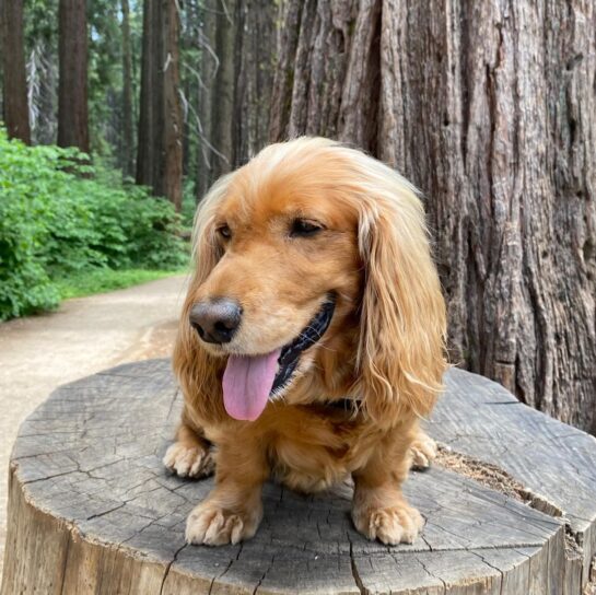 {{brizy_dc_image_alt imageSrc=